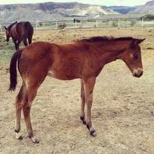 First Down Illusion Foal
