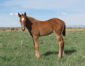 First Down illusion Foal