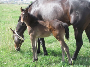 King Aire filly
