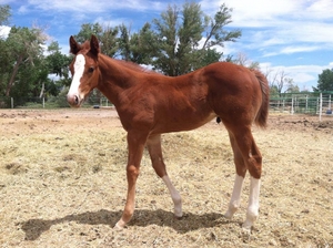 First Down Illusion Colt